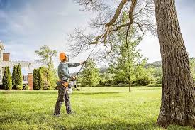 Tree and Shrub Care in Tallahassee, FL